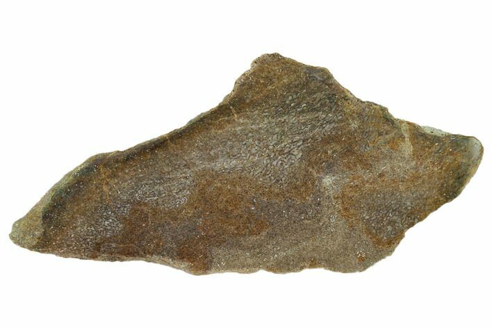 Polished Dinosaur Bone (Gembone) Slab - Utah #151468